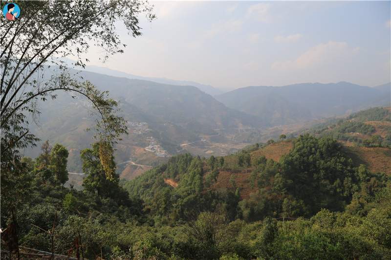 2023年壩歪古樹(shù)春茶品質(zhì)如何？