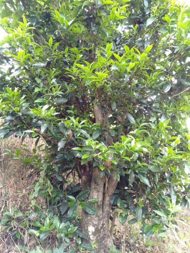 2023年壩歪古樹春茶口感怎么樣？