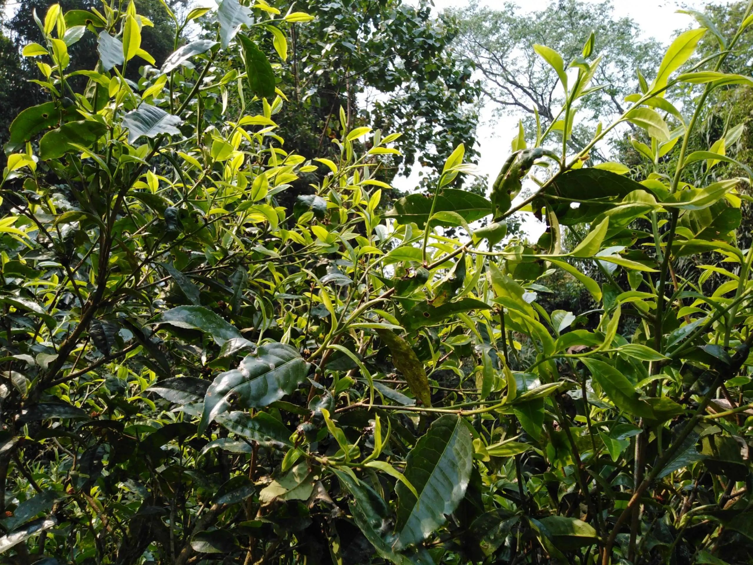 2023糯伍古樹春茶口感怎么樣？