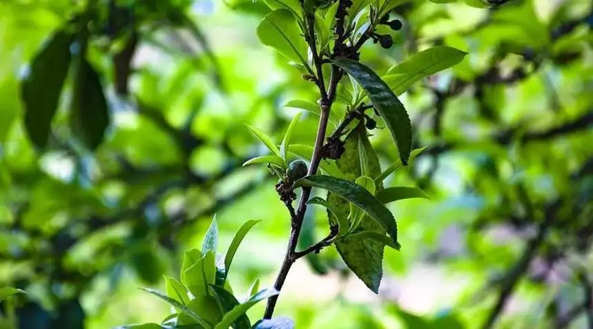 2023糯伍古樹春茶價格是多少？