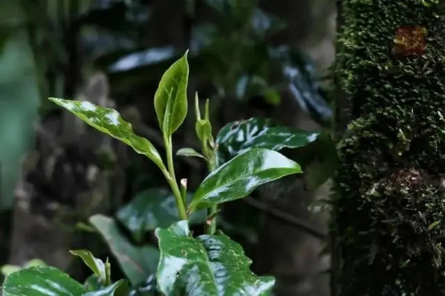 2023年薄荷塘古樹春茶品質(zhì)怎么樣？