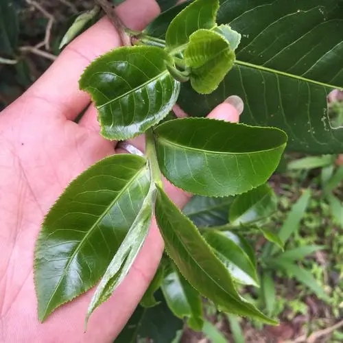 2023年薄荷塘古樹春茶口感如何？