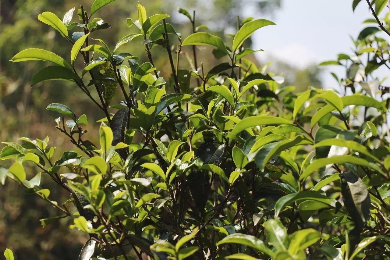 2023年彎弓古樹春茶品質(zhì)如何？