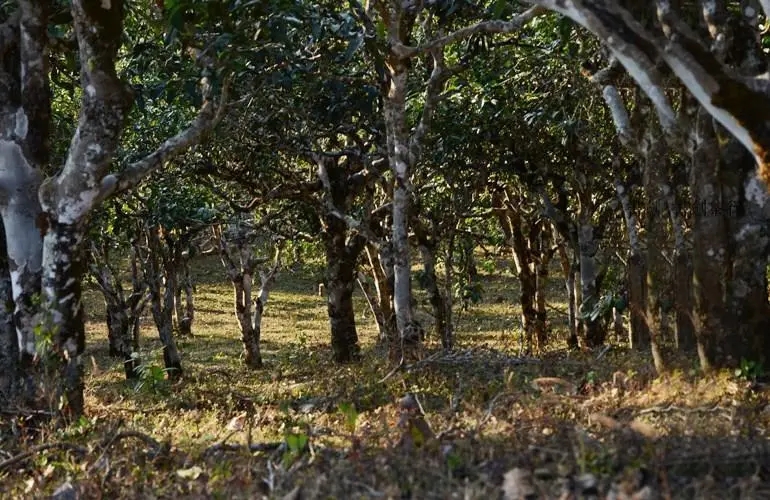 2023年彎弓古樹春茶特點是什么？