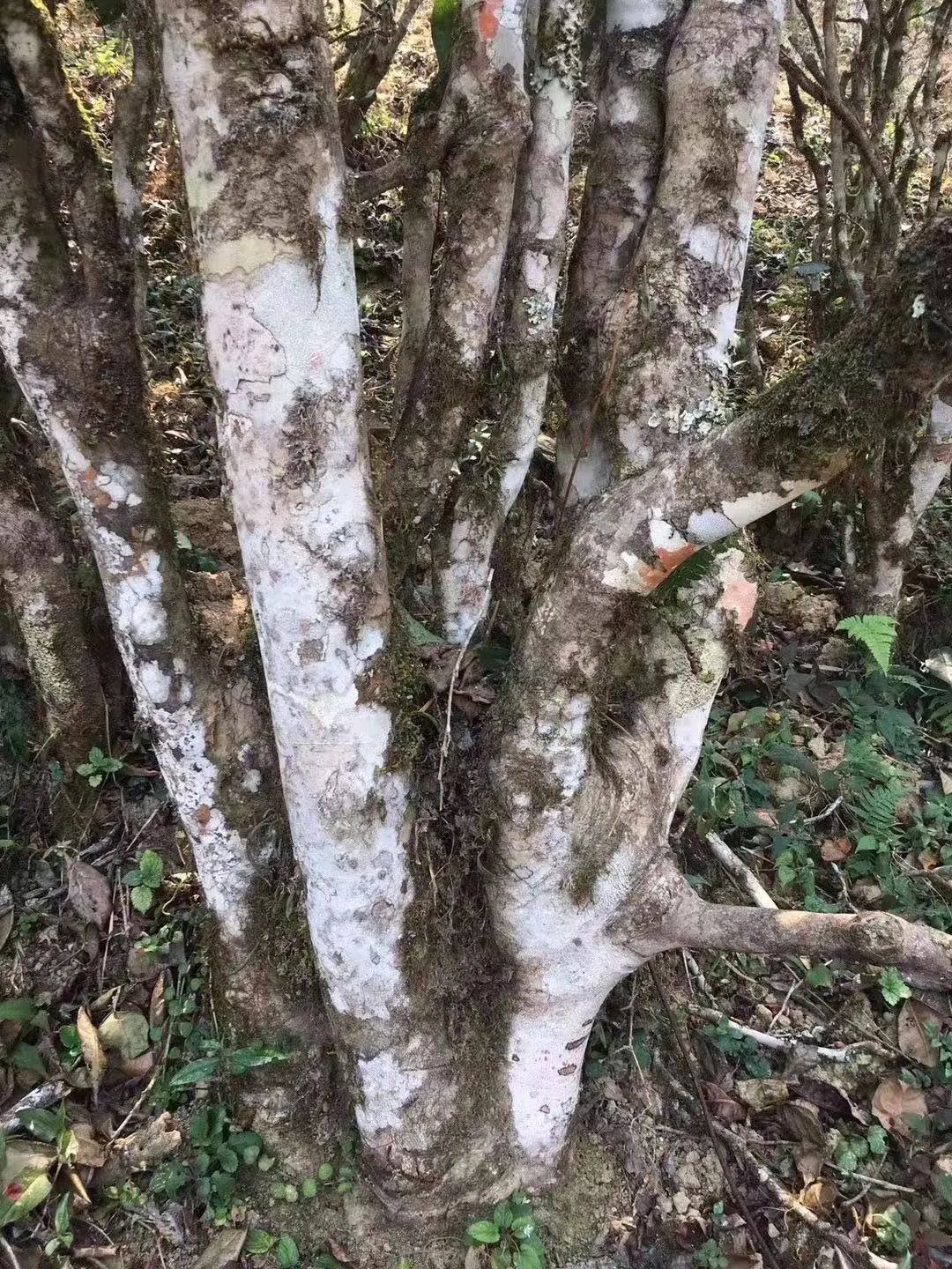 2023年彎弓古樹(shù)春茶口感如何？