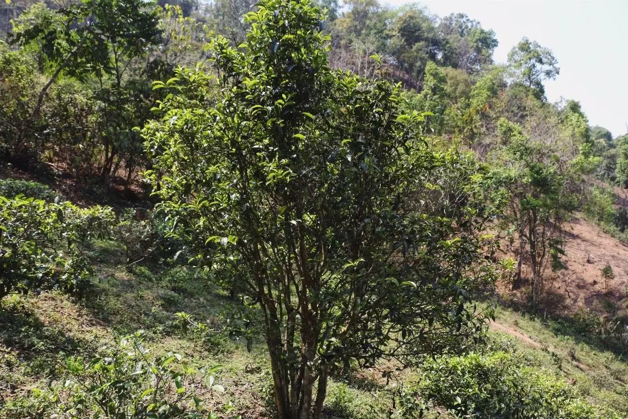 2023年彎弓古樹春茶價格是多少？