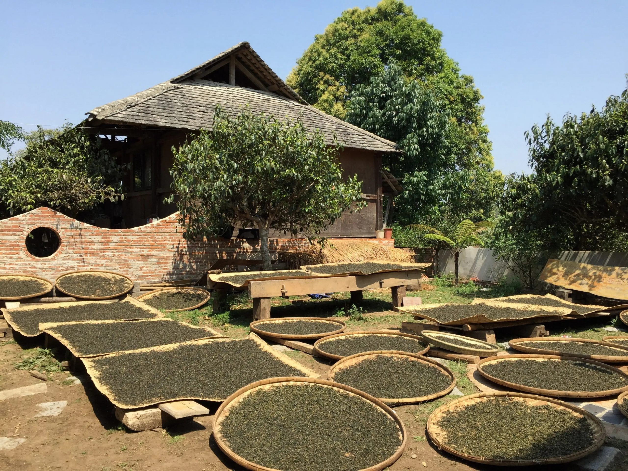 2023年彎弓古樹春茶多少一公斤？