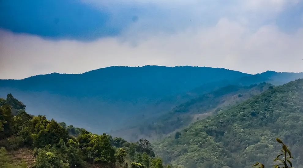 2023年勐庫大忠山古樹春茶品質怎么樣？