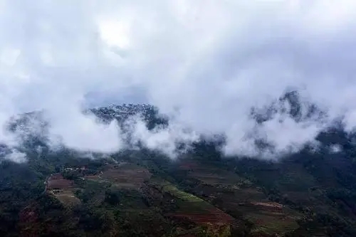 2023年勐庫大忠山古樹春茶口感如何？