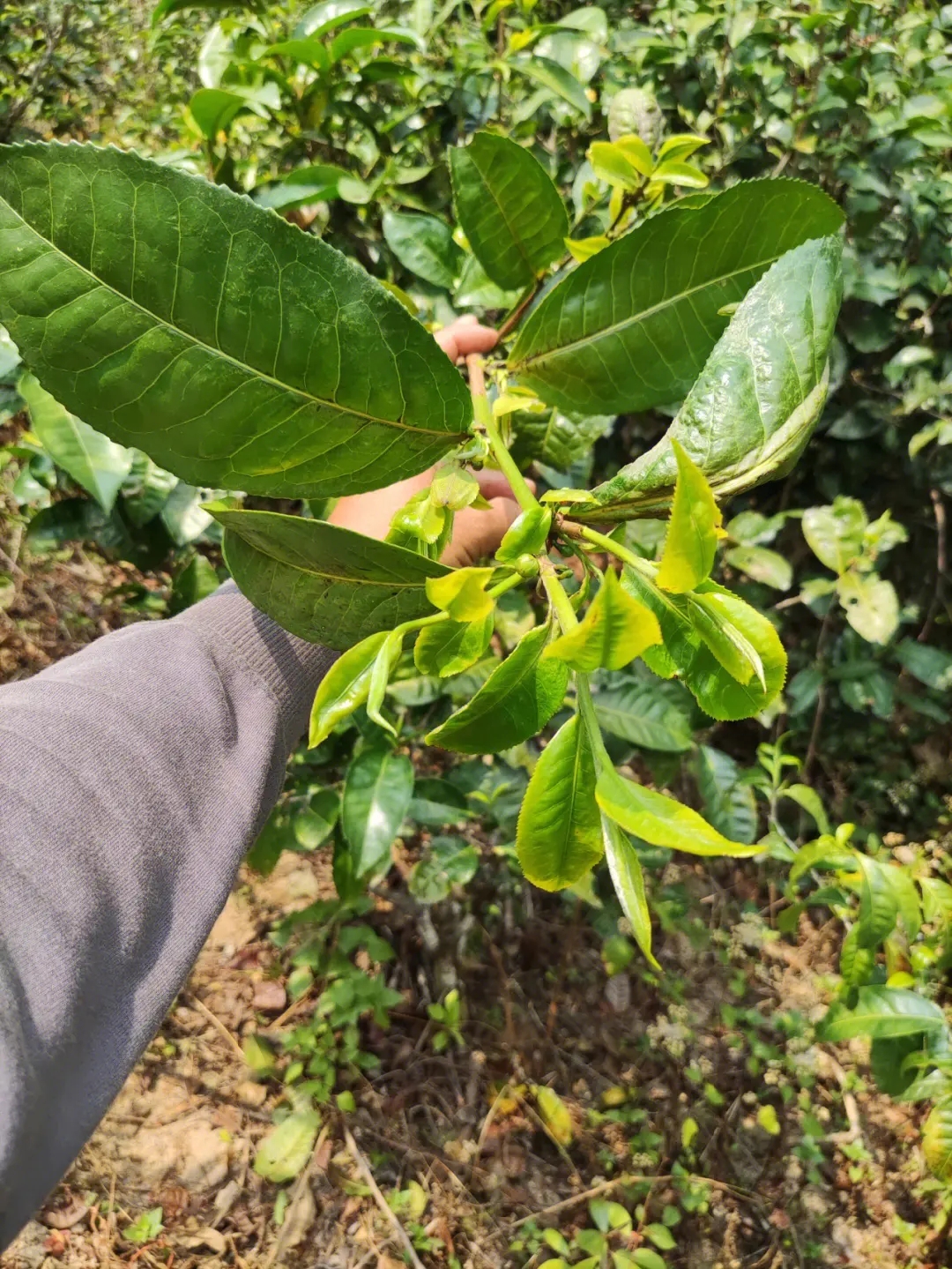 2023年勐庫小荒田古樹春茶品質(zhì)如何？