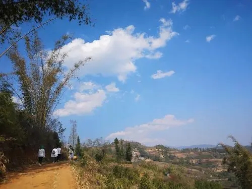 2023年勐庫豆腐寨古樹春茶特點是什么？