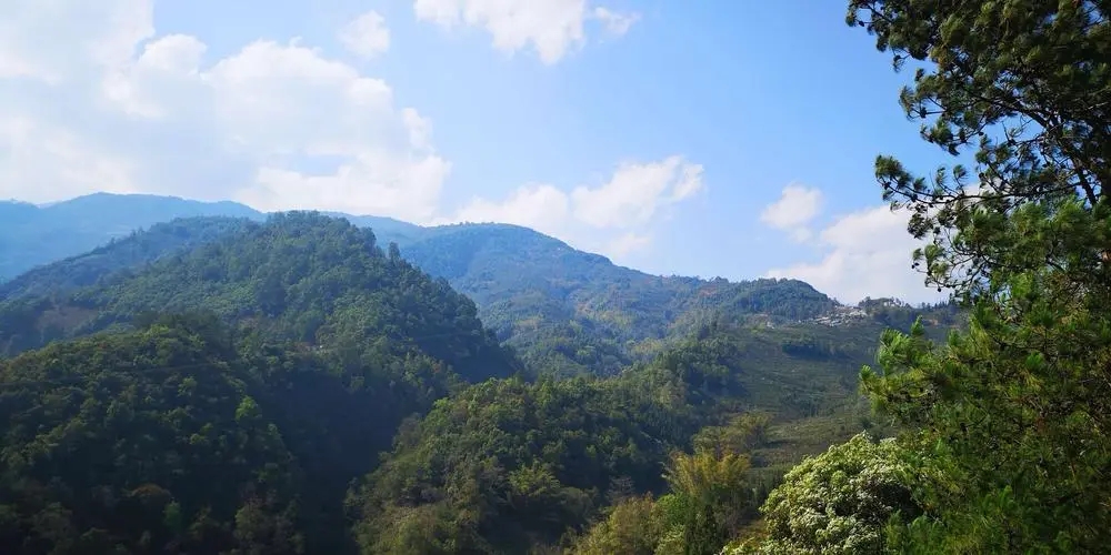 2023年勐庫豆腐寨古樹春茶品質如何？