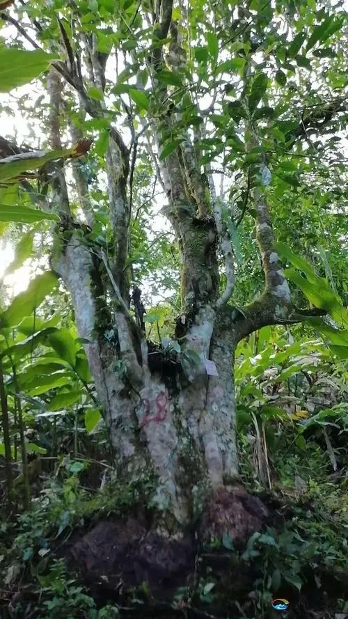 2023年麻栗坡古樹春茶品質如何？