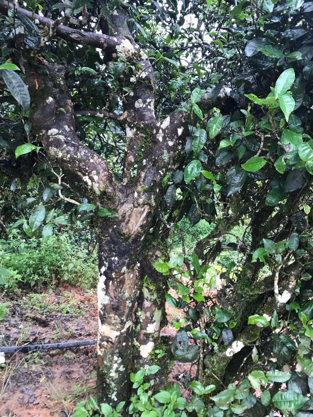 2023年麻栗坡古樹(shù)春茶價(jià)格是多少？