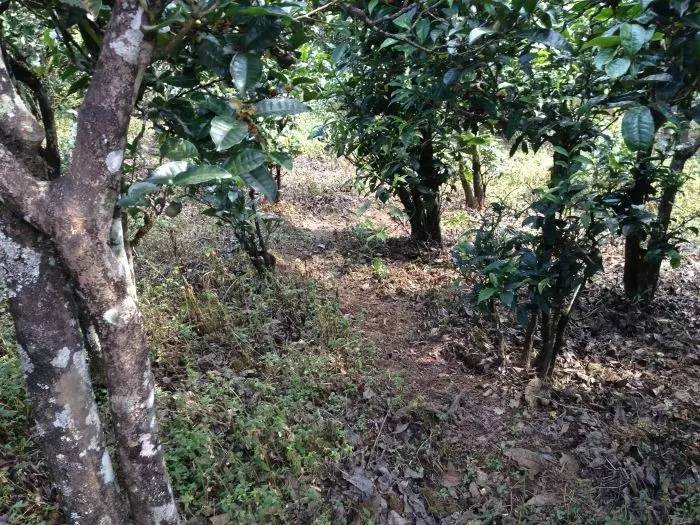 2023年永德大雪山古樹春茶價格是多少？