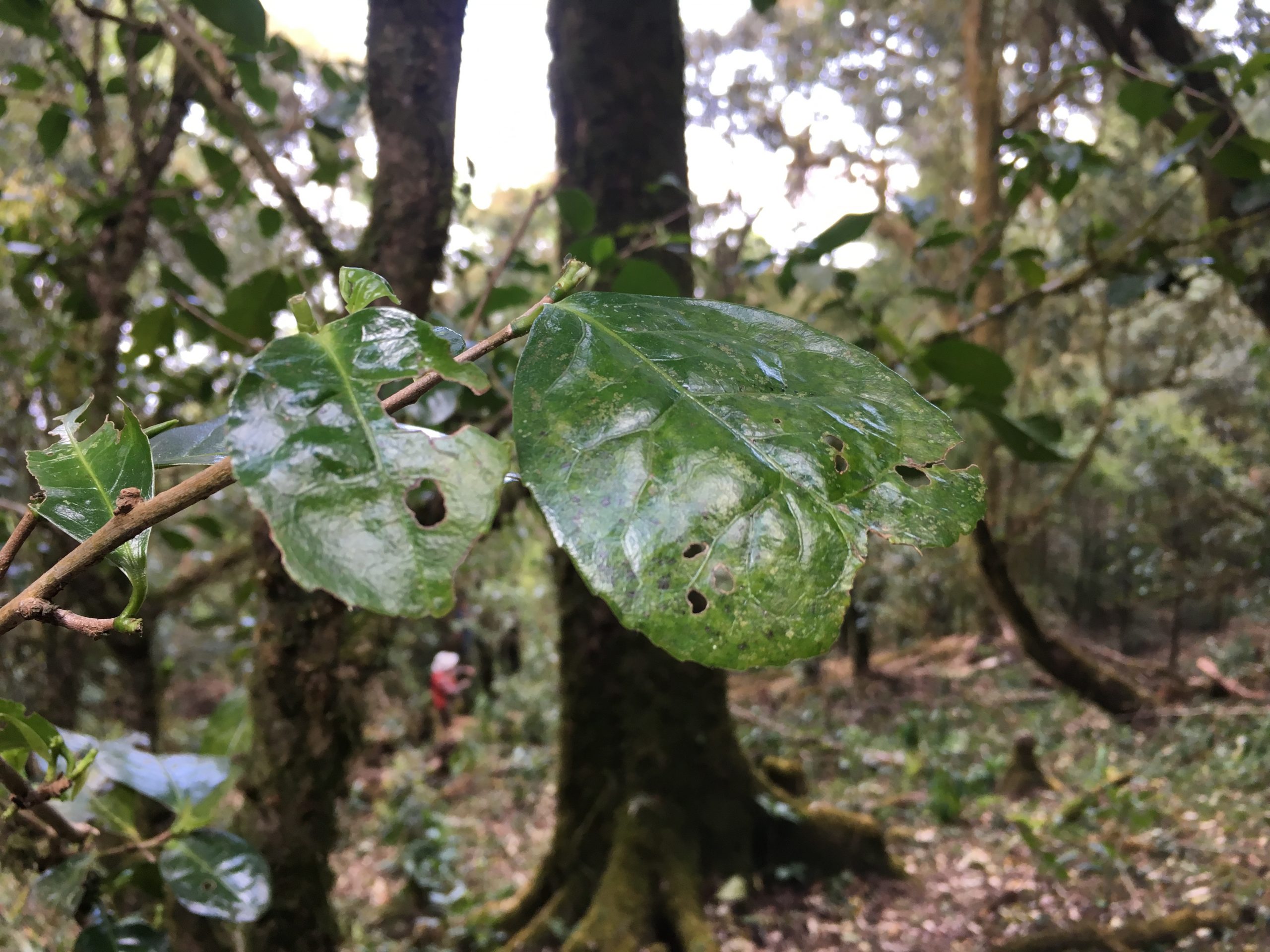 2023年永德大雪山古樹春茶多少一公斤？