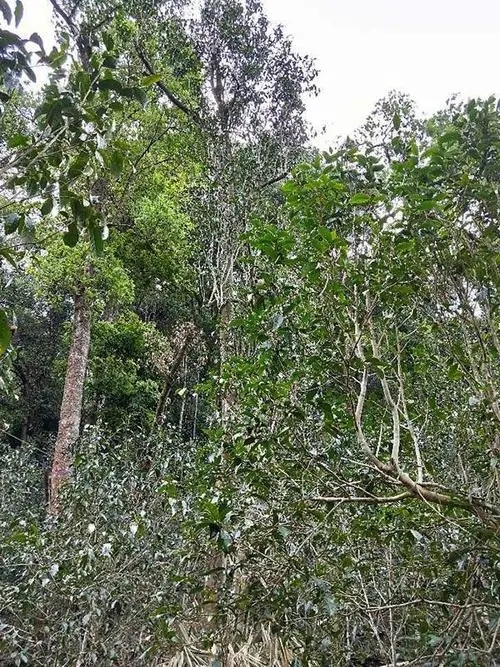 2023年多依樹(shù)古樹(shù)春茶品質(zhì)如何？