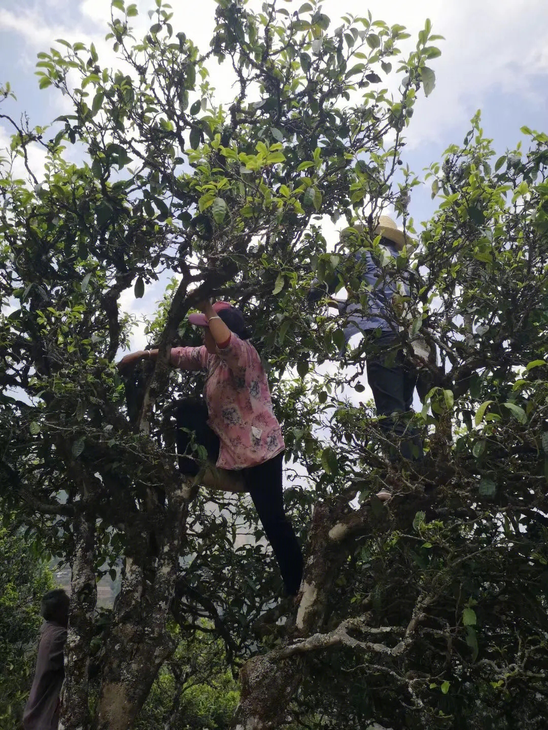 2023年寧洱擺尾箐古樹春茶特點(diǎn)是什么？