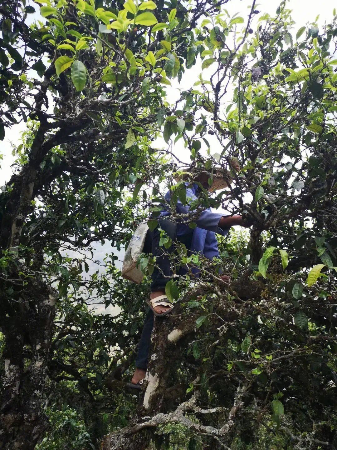 2023年寧洱擺尾箐古樹春茶品質(zhì)如何？