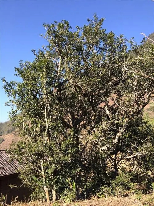 2023年寧洱擺尾箐古樹春茶價格是多少？