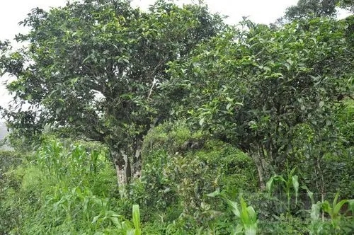 2023年鎮(zhèn)沅老海塘古樹春茶特點 是什么？