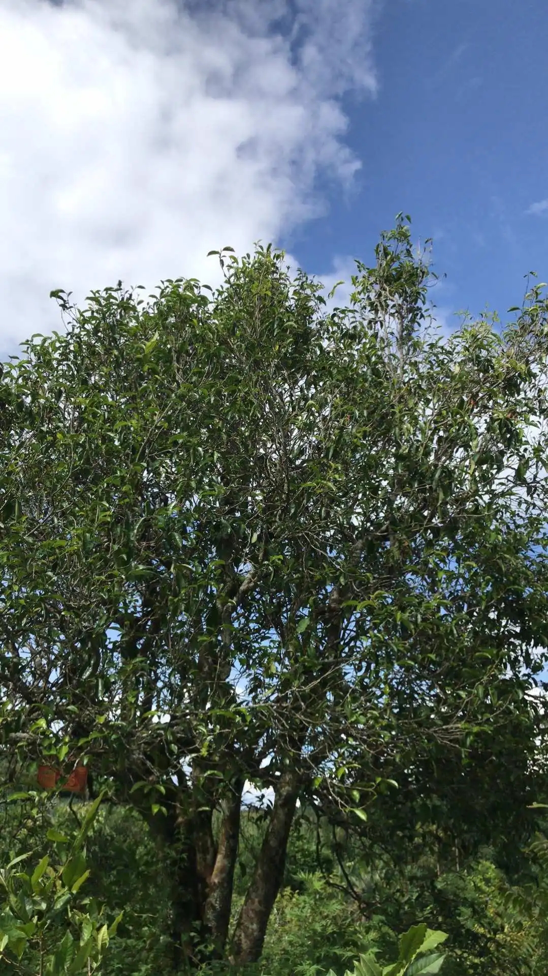 2023年鎮(zhèn)沅老烏山古樹春茶口感怎么樣？