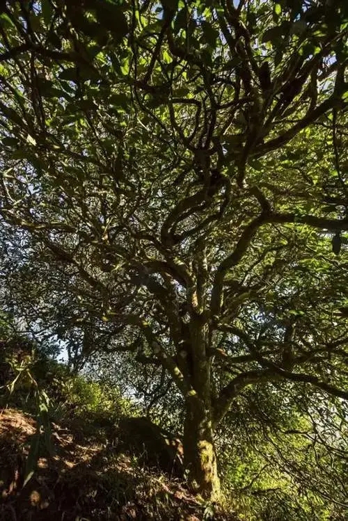 2023年鎮(zhèn)沅老烏山古樹春茶品質(zhì)如何？