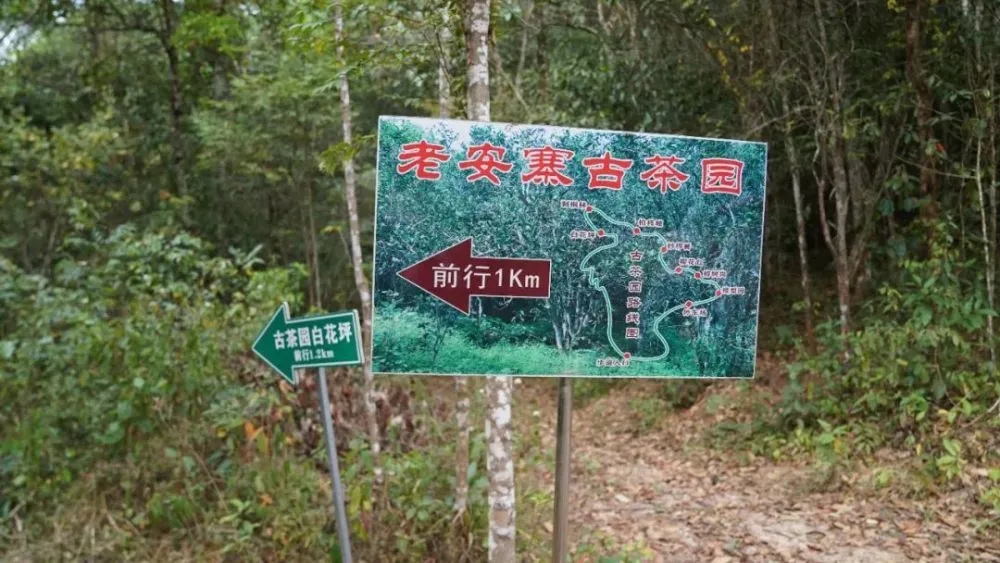 2023年普洱老安寨古樹春茶特點(diǎn)是什么？