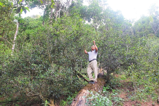 2023年普洱老安寨古樹春茶價格是多少？