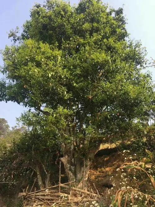 2023年千家寨古樹春茶特點(diǎn)是什么？