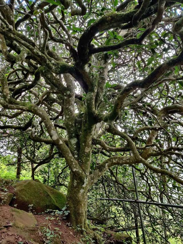 2023年千家寨古樹春茶品質(zhì)如何？