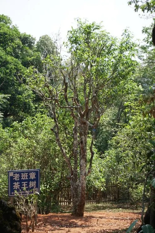 2024年老班章古樹春茶特點是什么？