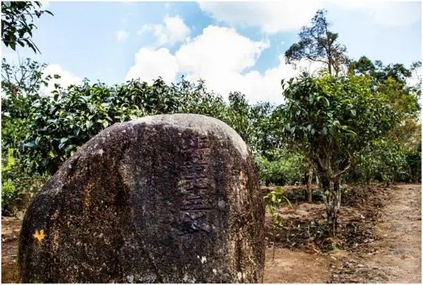 2024年老班章古樹春茶多少一公斤？