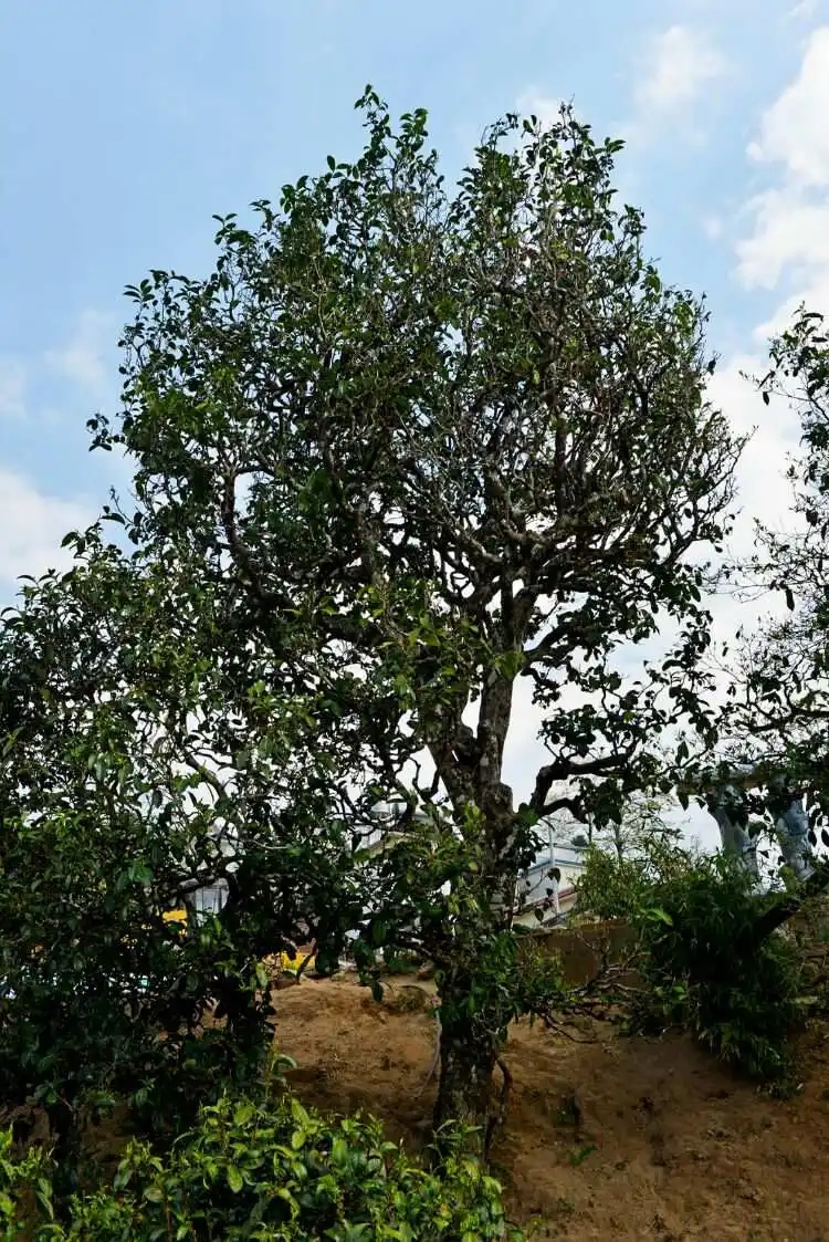 2024年冰島老寨古樹春茶口感是什么？