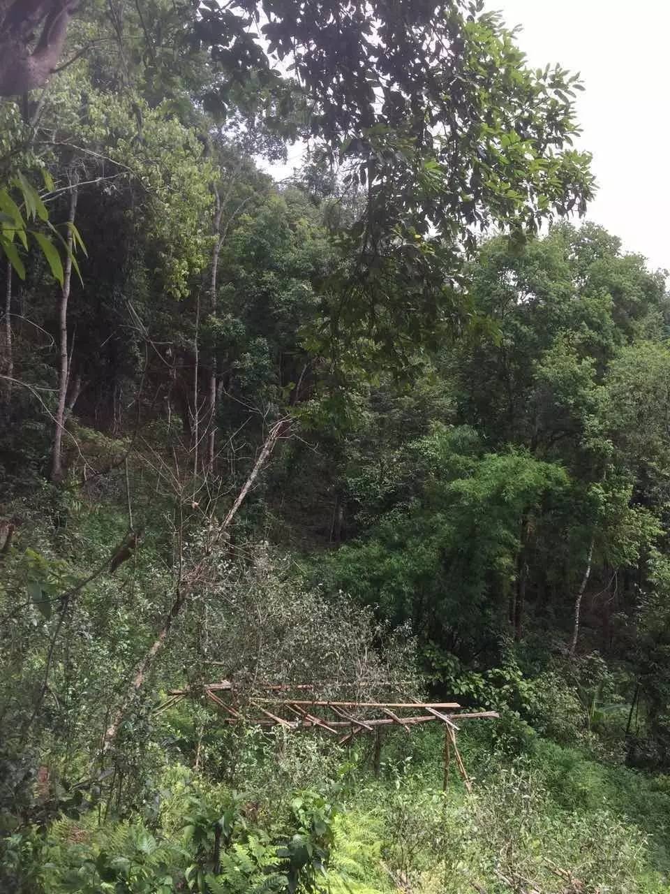 2024年曼松古樹春茶特點是什么？