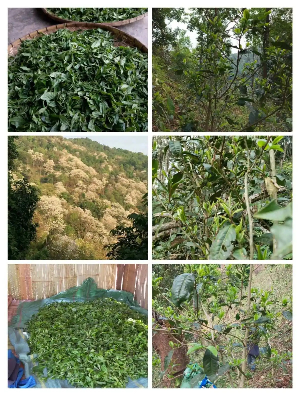 2024年曼松古樹春茶價格是多少？