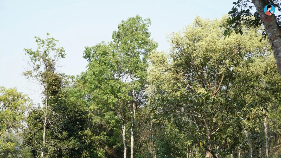 2024年曼松古樹(shù)春茶多少錢(qián)一公斤？