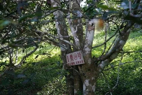 2024年薄荷塘古樹春茶特點是什么？