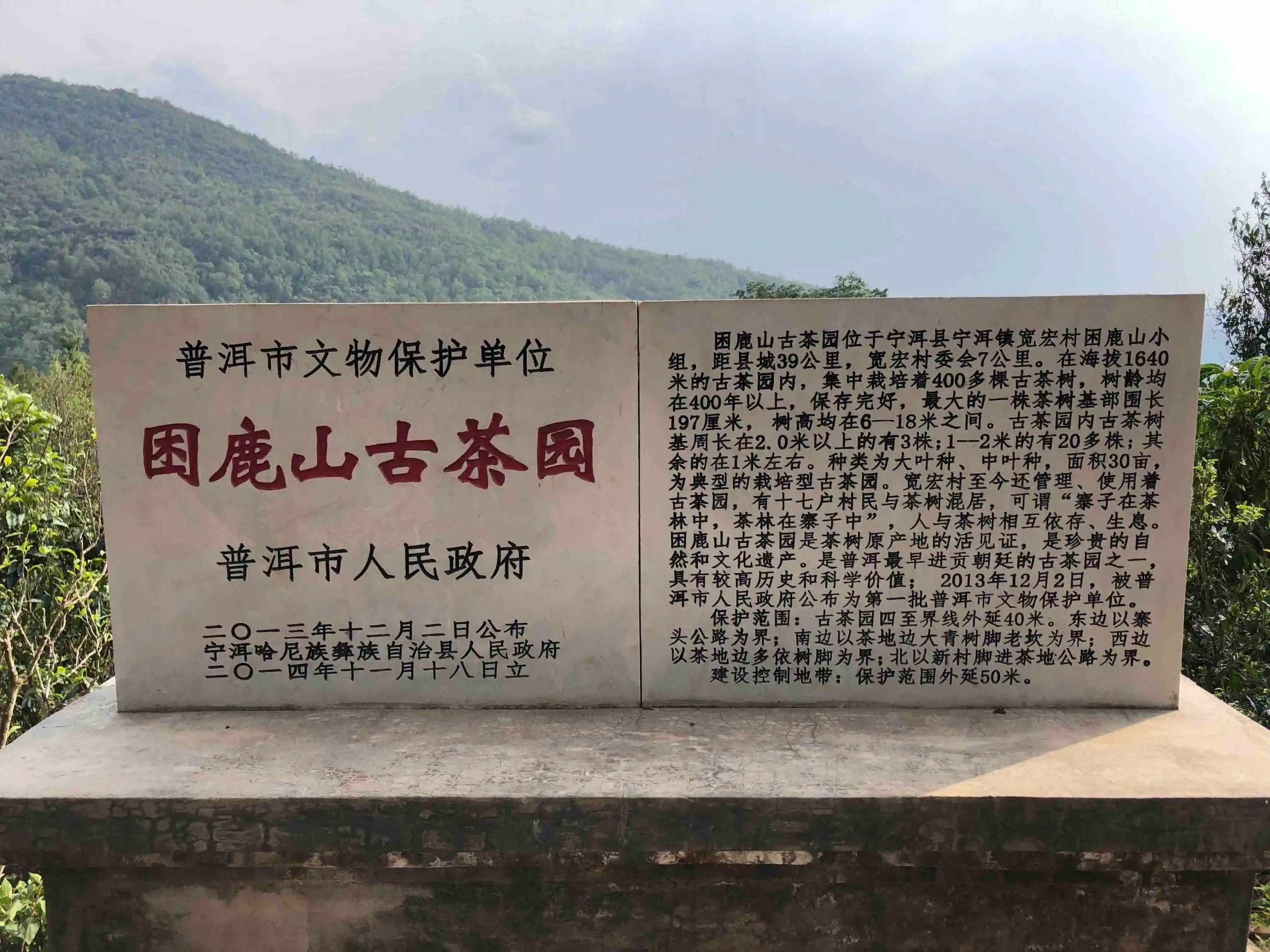 2024年困鹿山古樹春茶品質(zhì)怎么樣？