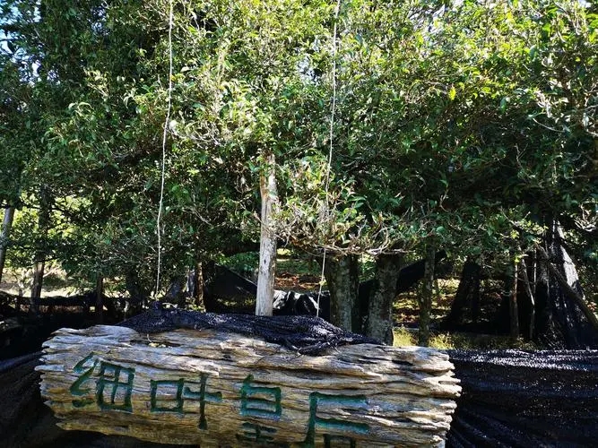 2024年困鹿山古樹(shù)春茶口感如何？