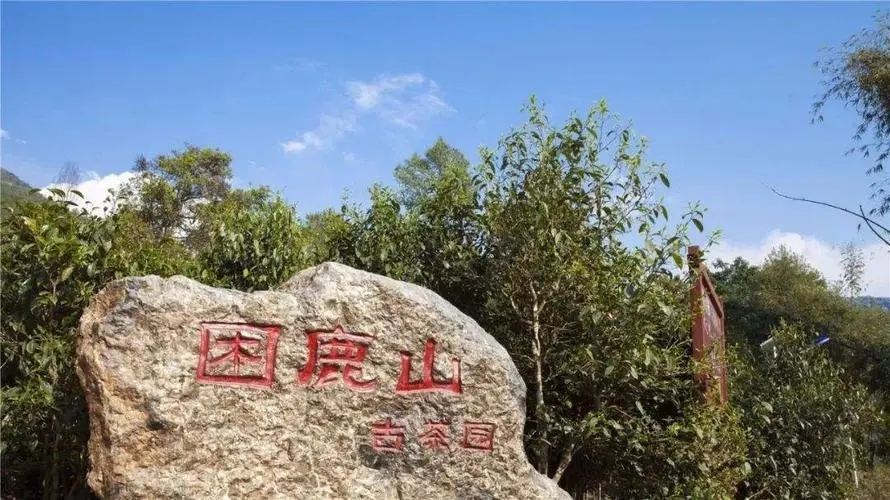 2024年困鹿山古樹春茶特點是什么？