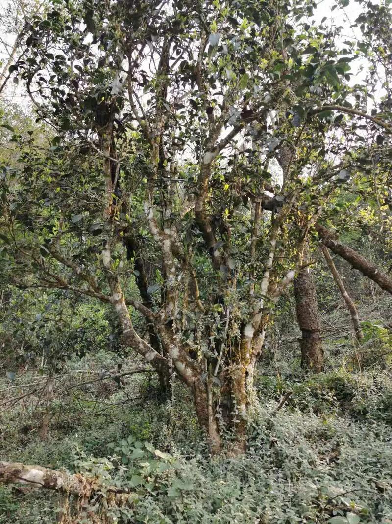 2024年迷帝古樹(shù)春茶口感如何？