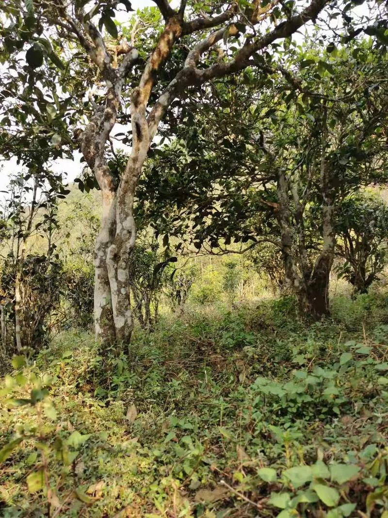 2024年迷帝古樹(shù)春茶品質(zhì)怎么樣？