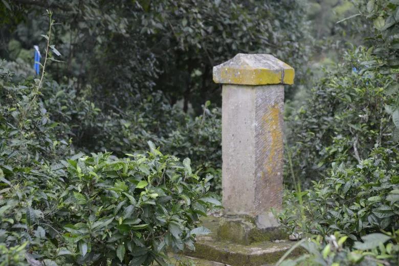 2024年迷帝古樹(shù)春茶價(jià)格是多少？