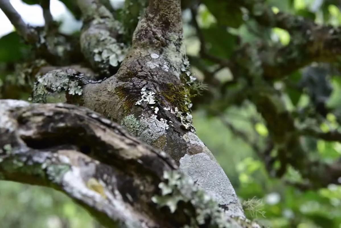 2024年迷帝古樹(shù)春茶多少錢(qián)一公斤？