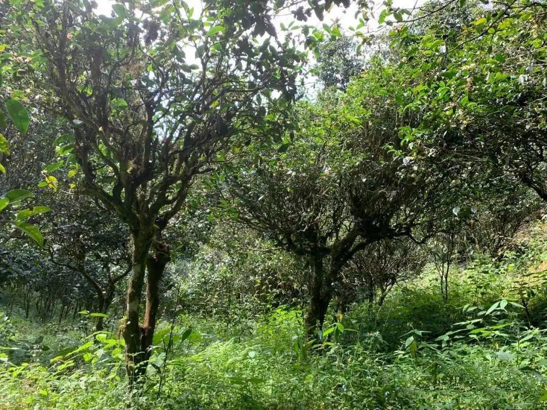 2024年墨江鳳凰窩古樹春茶品質(zhì)怎么樣？