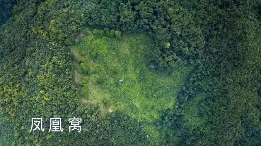 2024年墨江鳳凰窩古樹(shù)春茶價(jià)格是多少？