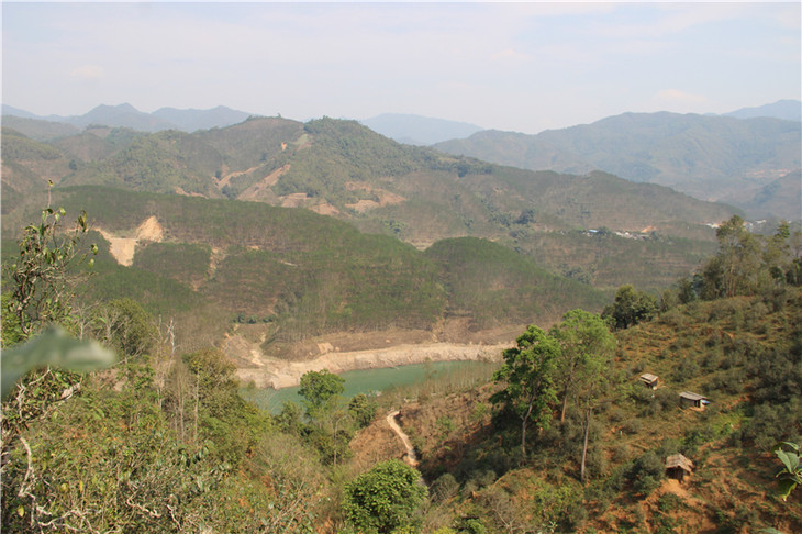 2024年昔歸古樹(shù)春茶口感是什么？