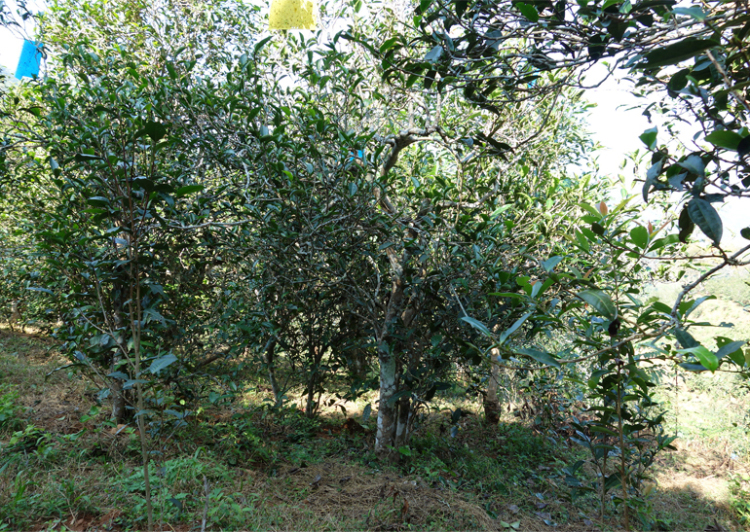 2024年昔歸古樹(shù)春茶多少錢(qián)一公斤？