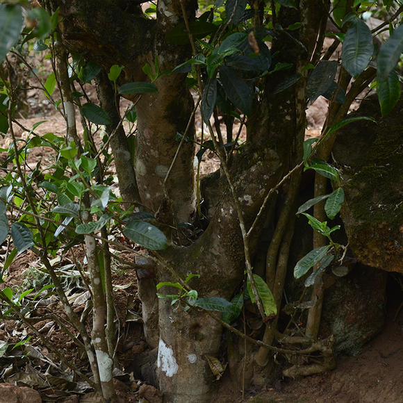 2024年磨烈古樹(shù)春茶口感怎么樣？